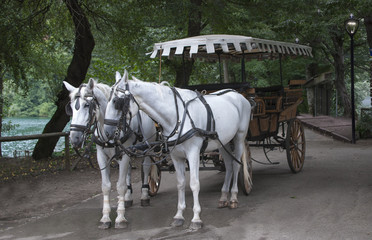 Couple white horse with carriage