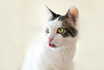 kitty with tongue