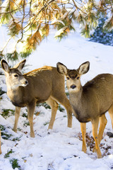 Mule Deer in Snow