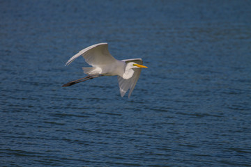 Fototapeta na wymiar Great Egret flying in nature