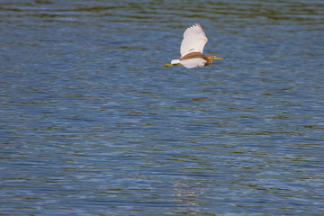 Chinese Pond Heron in the nature