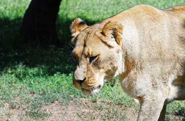Lionne