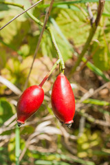 Wild fresh eglantine bush with red fruits. Rose hip. Dog rose. B