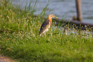 Chinese Pond Heron in the nature