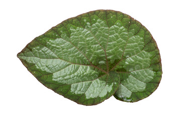 Spiral begonia leaf with white and green pattern