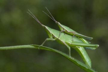 Long-faced Grasshopper in Thailand.