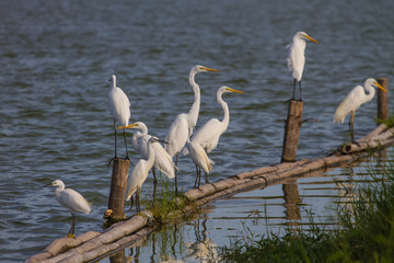 Great Egret in nature