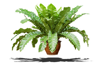 Asplenium nidus isolated on white background.