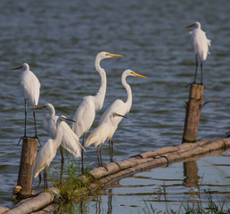 Great Egret in nature