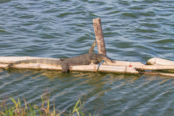 Fototapeta premium close up Water monitor lizard