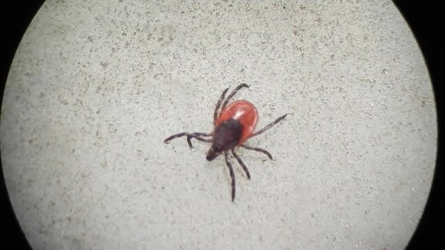 Taiga tick under microscope