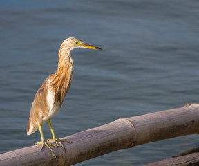 Chinese Pond Heron in the nature