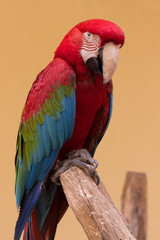Colorful macaw parrot isolated 