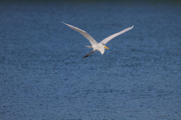 Fototapeta na wymiar Great Egret flying in nature