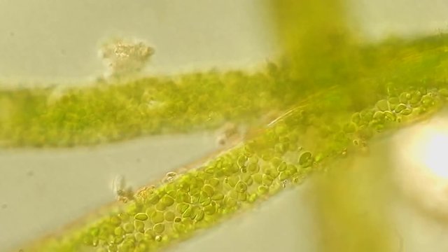 Seaweed (algae) under microscope, magnification 400x
