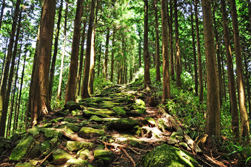 Kumano kodo, Sacred trail ,Japan