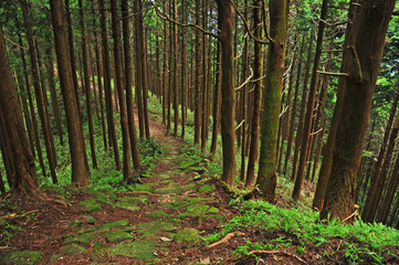Kumano kodo, Sacred trail ,Japan