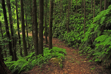 Kumano kodo, Sacred trail ,Japan