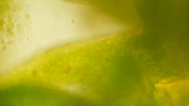 Seaweed (algae) under microscope, magnification 400x