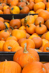 Pumpkin's harvest on market