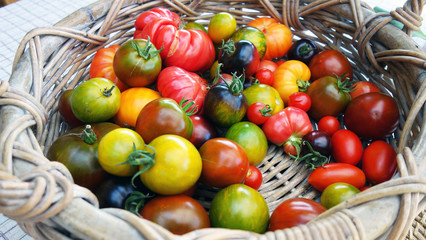 Panier de tomates anciennes