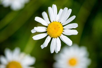 Fototapeta premium forest flowers and blossoms in spring