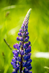 violet forest flowers and blossoms in spring