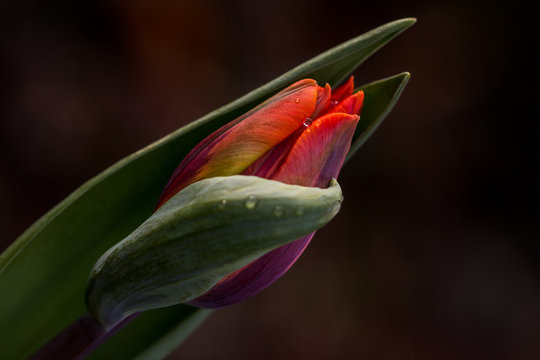 Tulipa in the garden