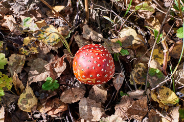 Мухомор в осеннем лесу