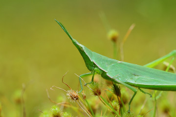 Grasshopper in Southeast Asia.