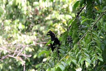 Asian Black Hornbill (Anthracoceros malayanus) in Borneo, Malaysia