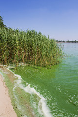 Water pollution,  algal blooms, green  water on the lake.