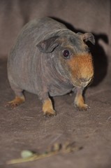 cochon d'Inde cobaye rongeur Skinny nu sur coussin