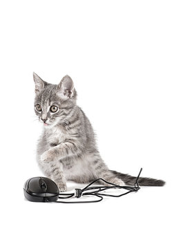 beautiful small kitten plays with the computer mouse