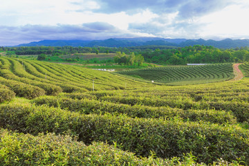 Fototapeta na wymiar Tea plantation over highland north of Thailand, natural landscape backgroud