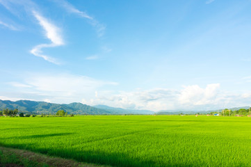 Landscape of green rice field and mountains view in Thailand