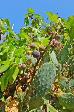CACTUS FIGIER