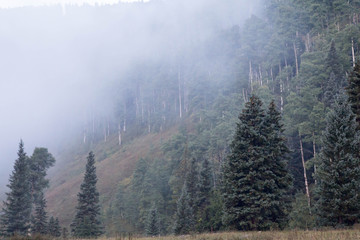 Fog on a hillside in the San Juan National forest