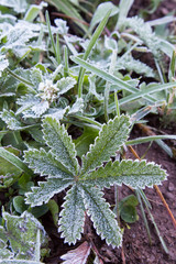 Frost on green weeds