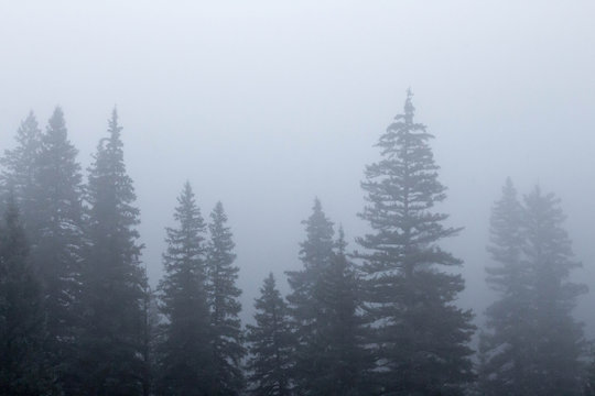 Tops of pine trees in the early morning fog