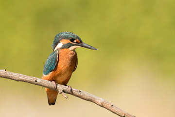 Kingfisher perched on a branch