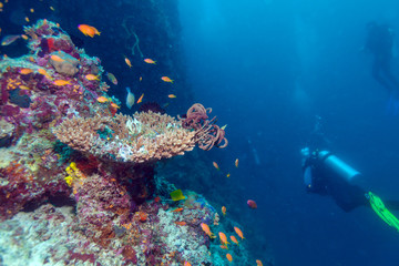 Fototapeta na wymiar Hard corals with sea Lillies, Maldives