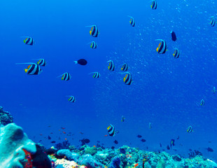 Fototapeta na wymiar Many pennant coralfishes (Heniochus acuminatus) background