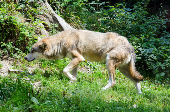 Loup dans les Alpes