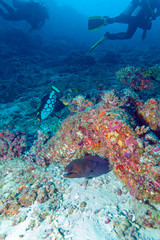 Naklejka na ściany i meble Moray Eel in Tropical Coral Reef, Maldives