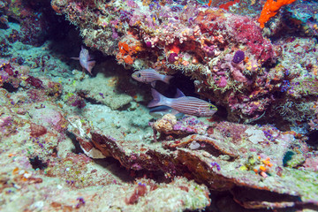 Fototapeta na wymiar Red Tropical Fish near Coral Reef, Maldives