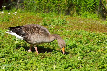 Goose feeding on the grass