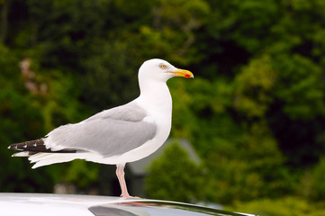 Seagull standing on a car.