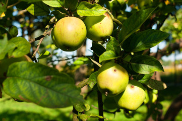 Apple orchard