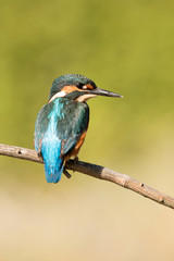 Kingfisher perched on a branch